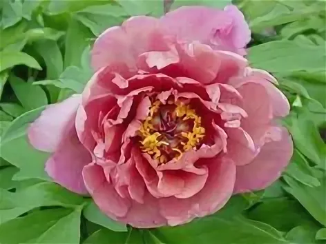 Пион Кэролайн констебль Paeonia Caroline Constabel